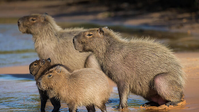 animals_hero_capybara