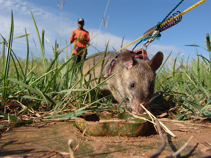 140924173749-apopo-land-mine-rat