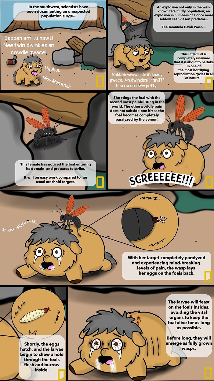 Tarantula Hawk (1)