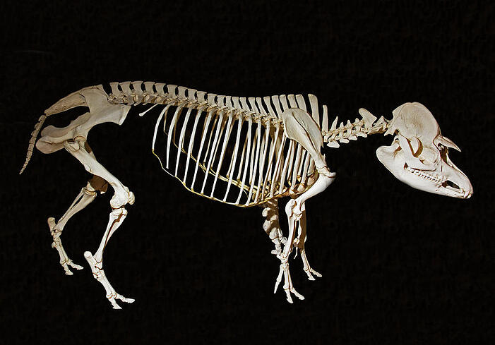 brazilian-tapir-skeleton-millard-h-sharp