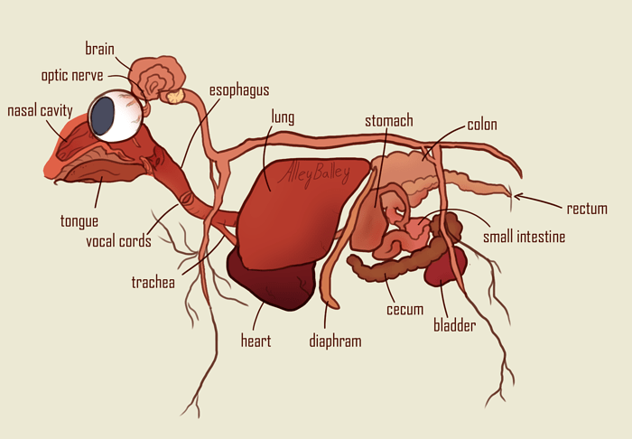 labeled organs
