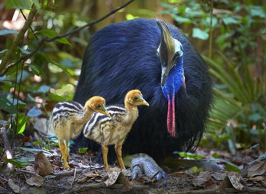 cassowary and babies2