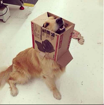 Animals-stuck-in-odd-places-but-dont-seem-to-mind-dog-box-1022x1024