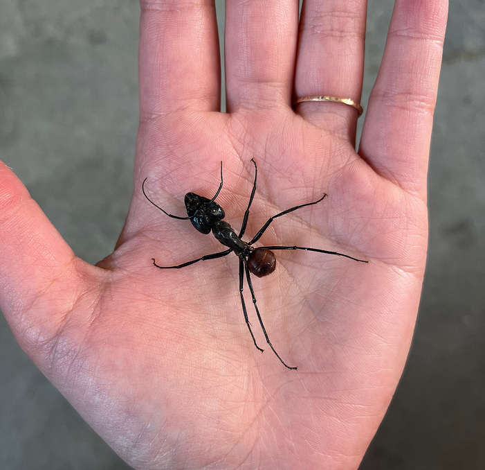 il_fullxfull.3697503509_d37u