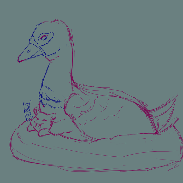 duck sketch