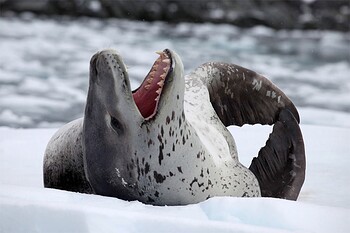 leopard seal lay