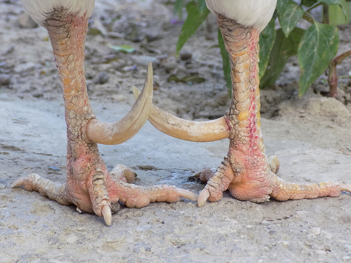 guide-to-rooster-spurs