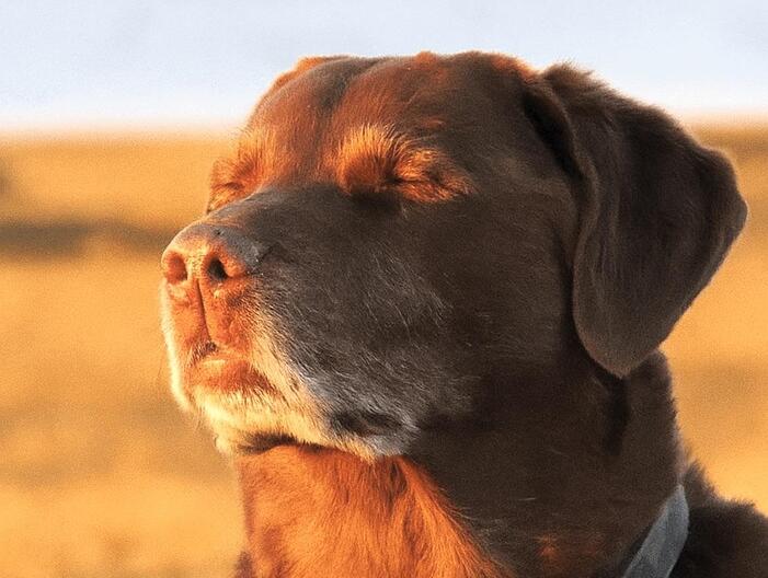 cooked-dog-v0-clswoeuhyjhf1