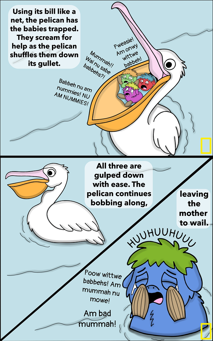 Pelican 2(2)