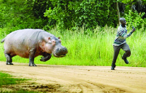 hippo chasing man