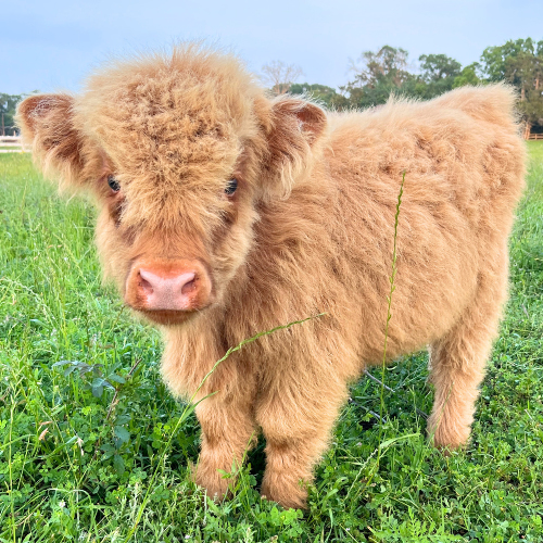 Cuddle-a-Cow-Activity-2