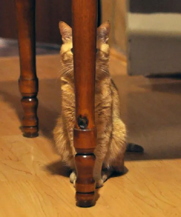 Ten-Clearly-Visible-Cats-Who-Suck-at-Hide-and-Seek-8