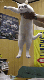 1268682571_elastic-longcat