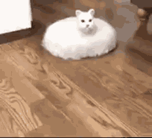 roomba-cat
