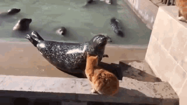 cat-slaps-seal