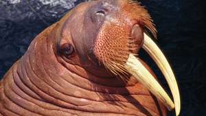walrus-males-tusks-females