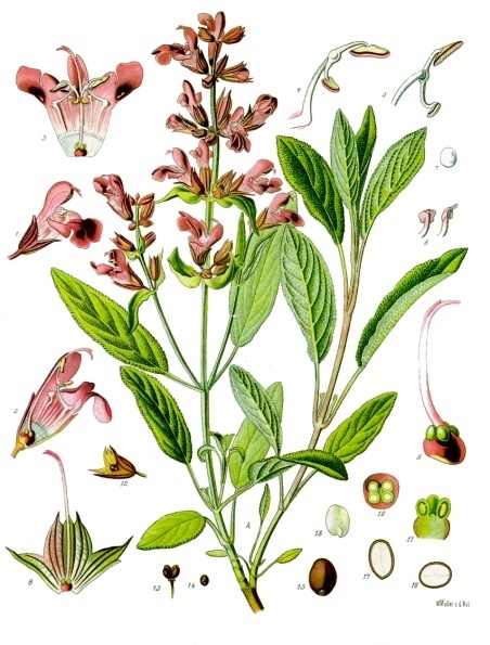 Salvia_officinalis_-_Köhler–s_Medizinal-Pflanzen-126