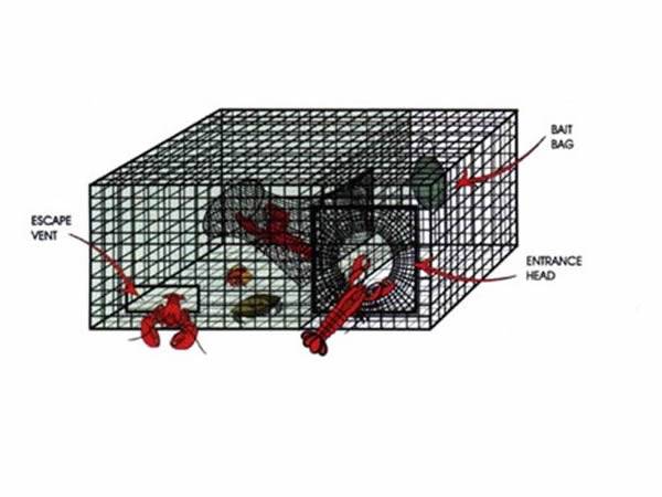 lobster-trap-diagram