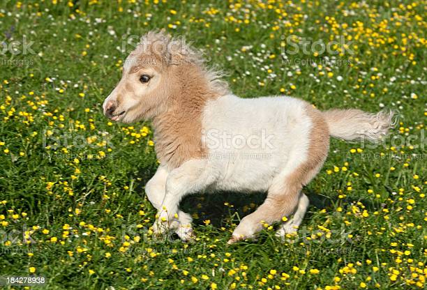 running-falabella-foal