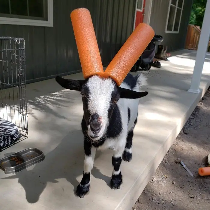 goats-with-pool-noodles-on-their-horns-orange