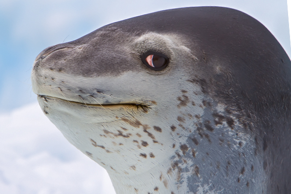 leopard seal knows too much