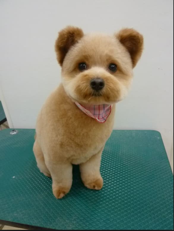 dog+groomer+slc+teddy+bear+cut