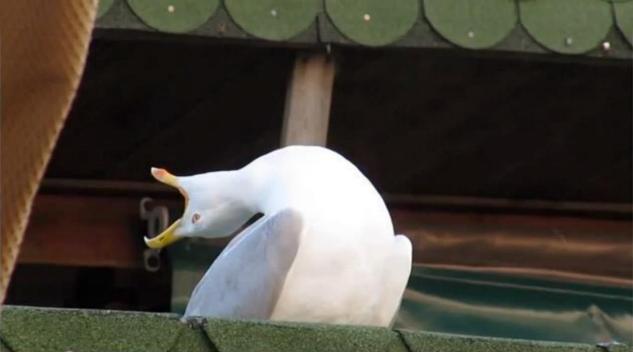 seagull inhale meme smaller 3